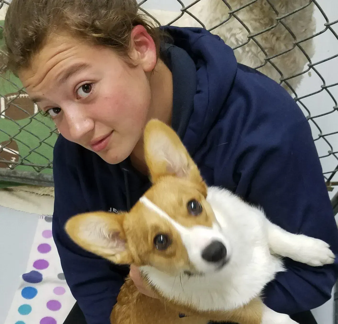 A person in a navy hoodie holds a corgi in a chain-link pen, both looking at the camera.