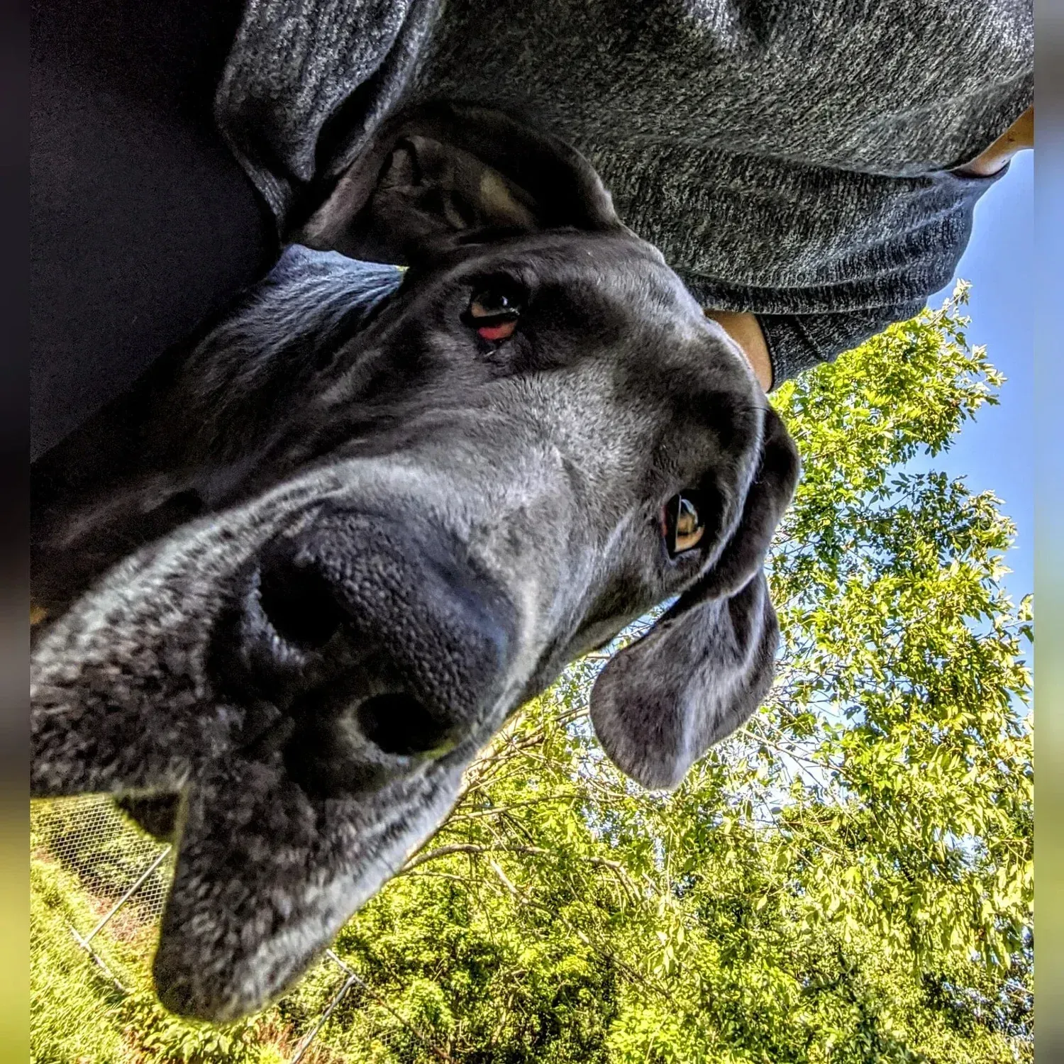 Black dog close-up, looking up under a gray blanket with trees and blue sky in the background