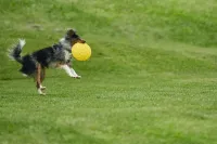 Dog jumping to catch a yellow ball on a grassy field.