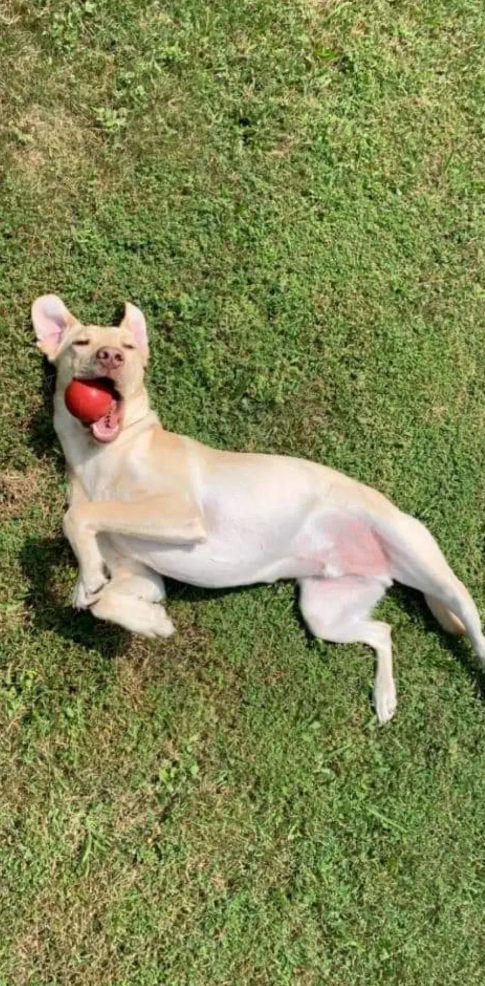 Tan dog lying on green grass, holding a red ball in its mouth.