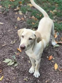 Cream-colored dog standing on a dirt path outdoors, looking up at the camera.