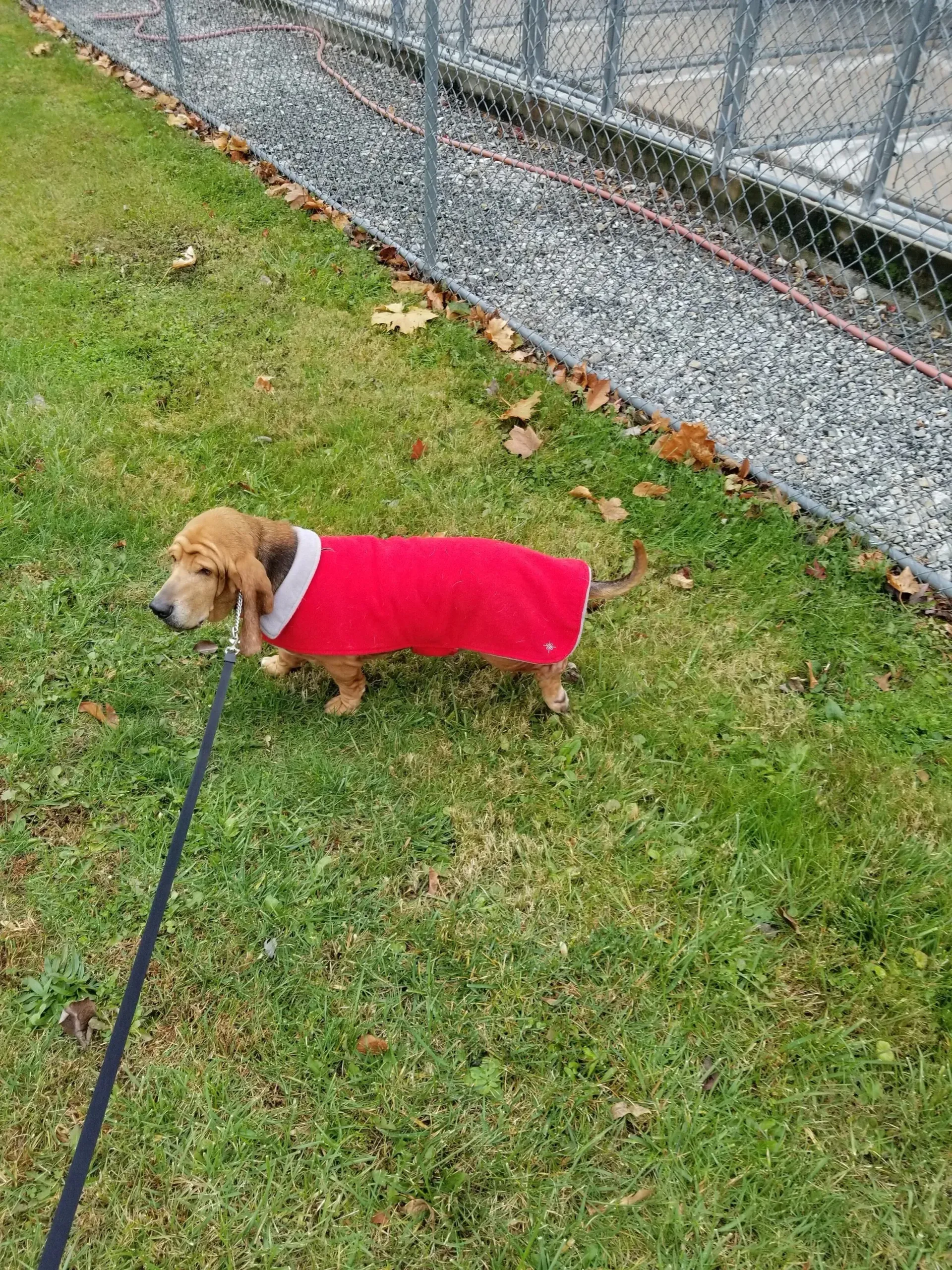 Small tan dog in a red coat walking on grass beside a fence on a leash