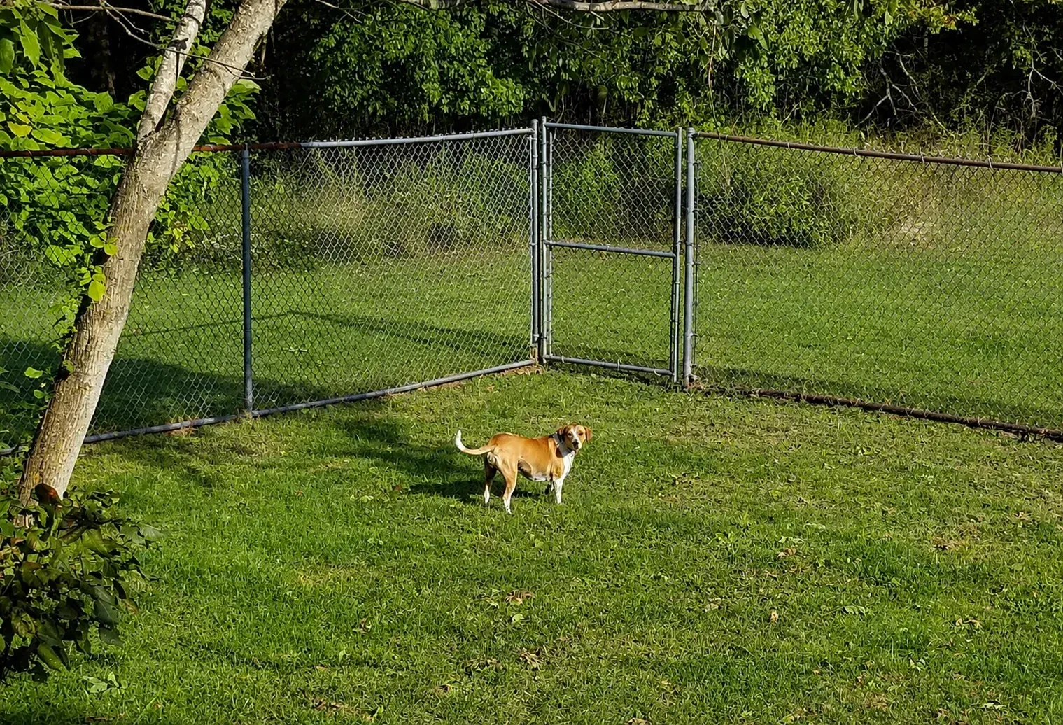Small dog walking on a grassy lawn near a chain-link fence in a sunny yard.