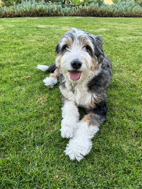 Boomer - Chief Treato Officer