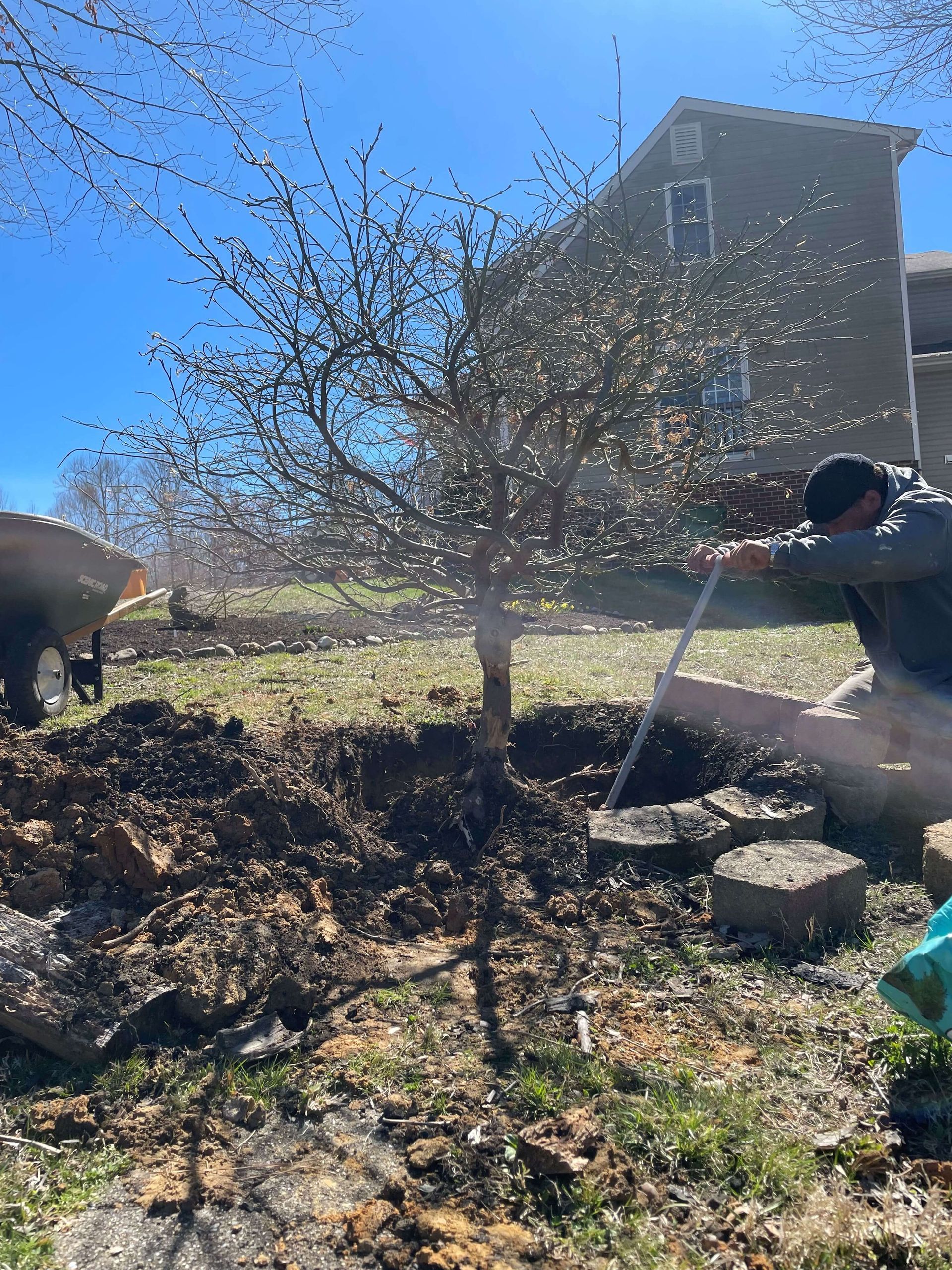 landscaping chesterfield va, landscaping company in chester va, privacy tree installation