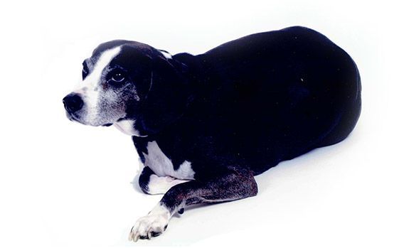 Buster