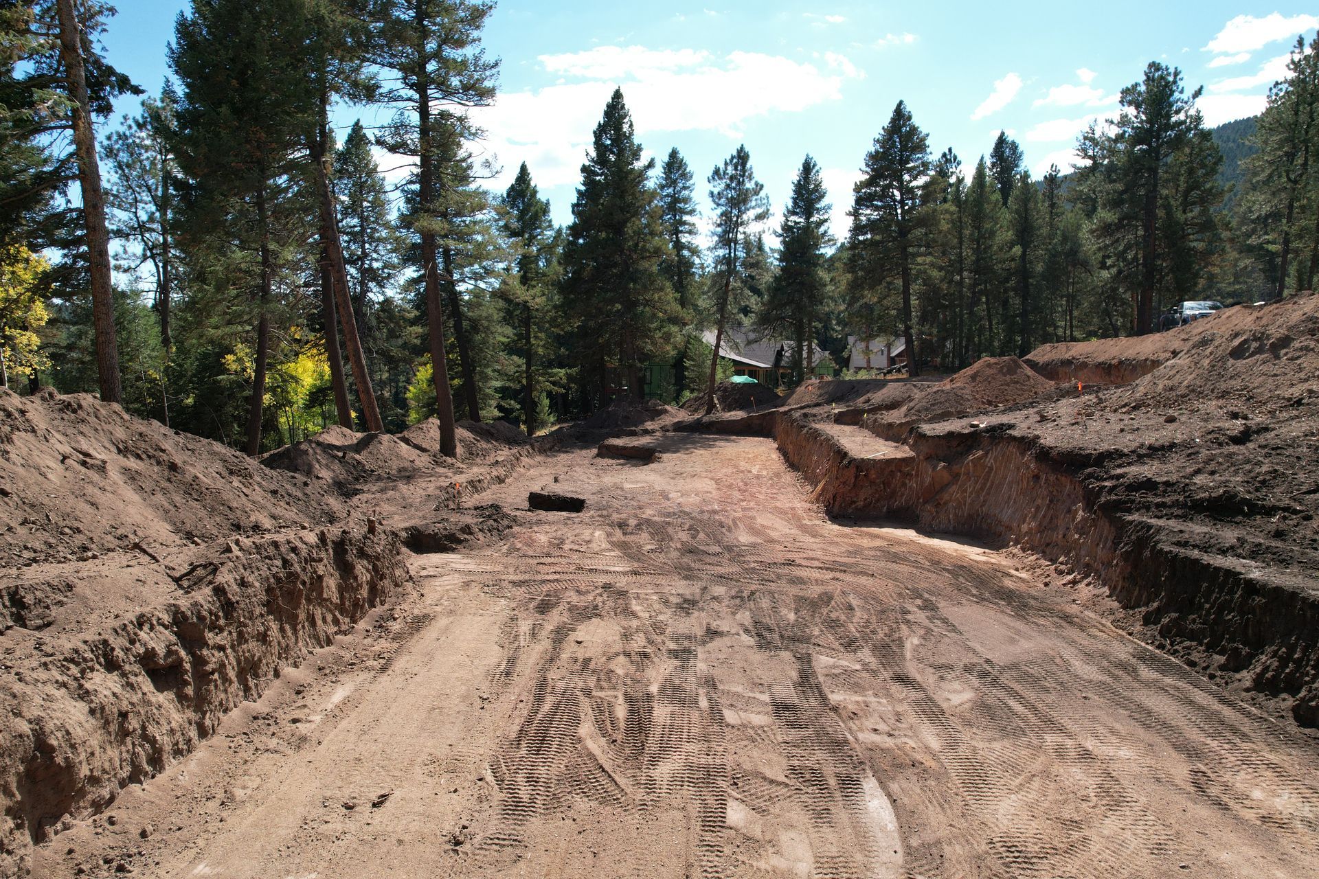 Dirt road cut through a forest of pine trees under a bright blue sky