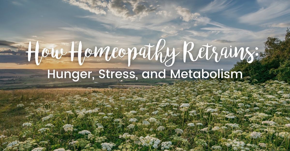 Field of white wildflowers under a sunset sky — How Homeopathy Retrains: Hunger, Stress, and Metabol