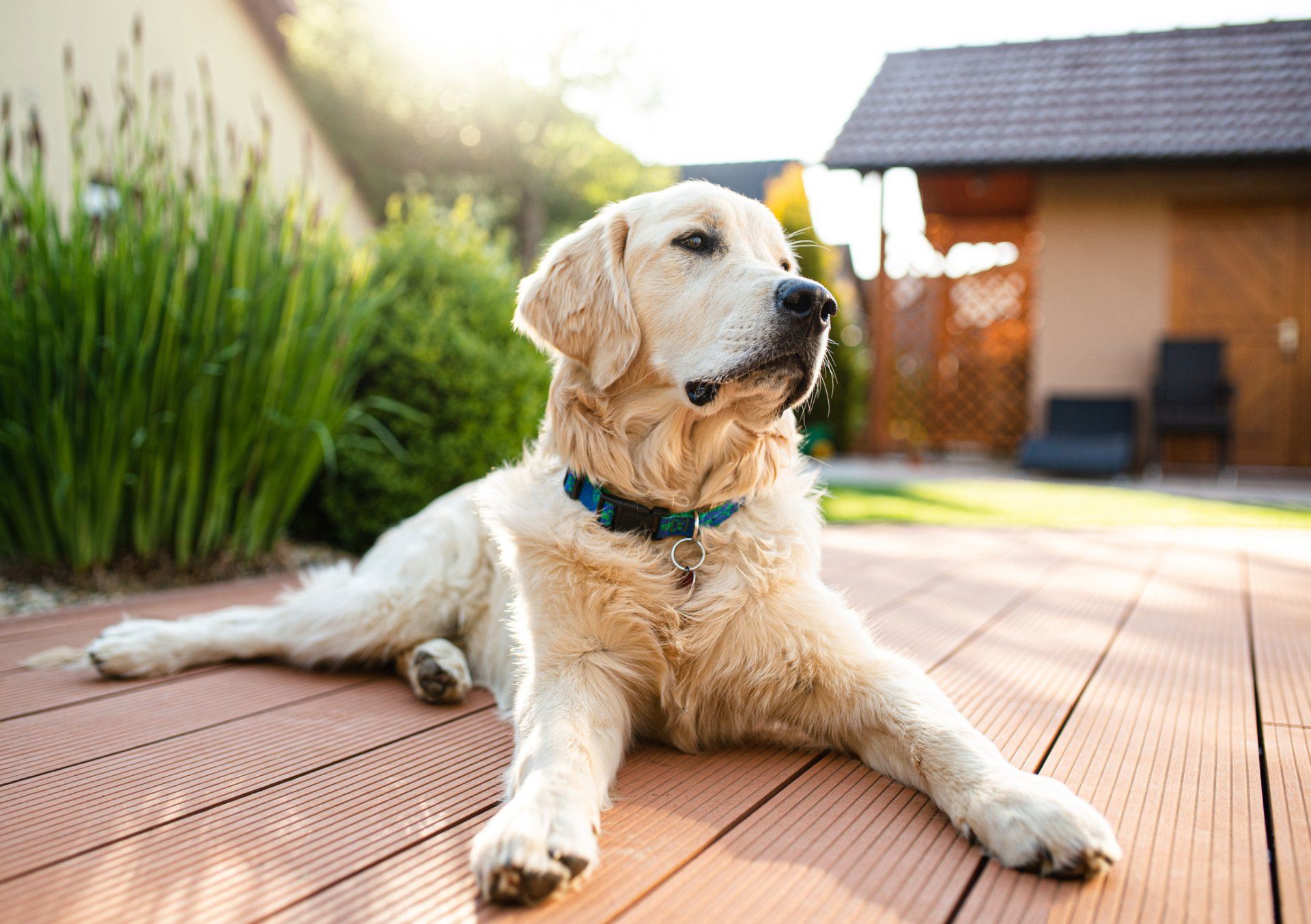 Dog In The Yard — El Paso, TX — The Enriquez Law Firm Dog In The Yard — El Paso, TX — The Enriquez Law Firm