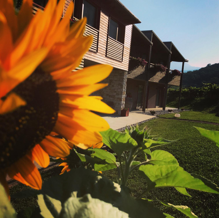 Un girasole in primo piano accanto a una casa soleggiata con balconi e un prato verde, con le montagne sullo sfondo.