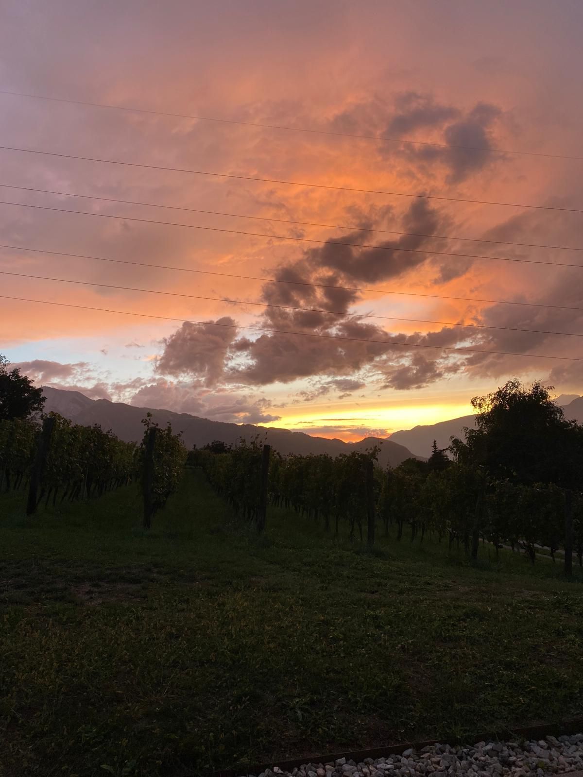 Sunset over a grassy field with silhouetted trees and dramatic orange-pink clouds