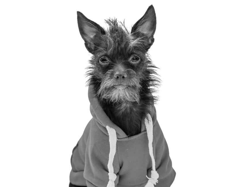 Sofi the Mascot