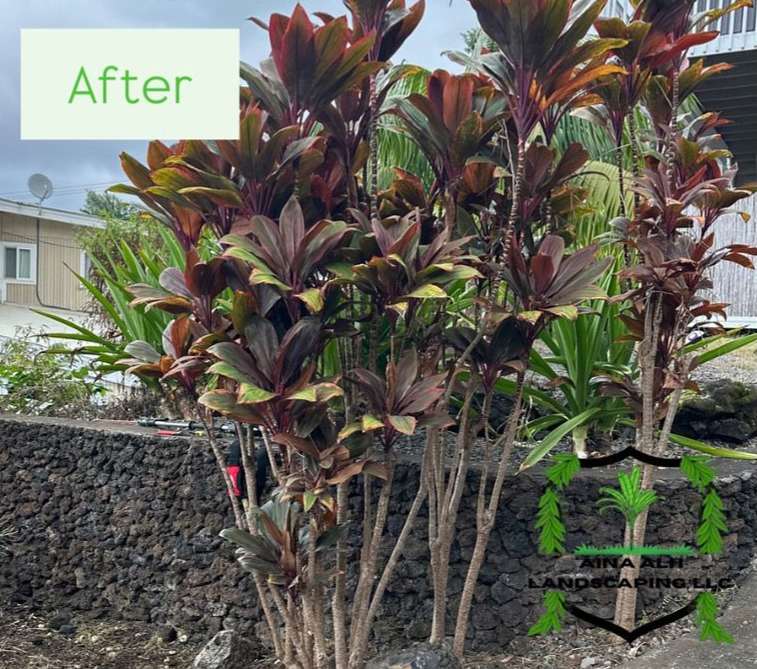 A lush cluster of reddish-purple ti plants in front of a lava rock wall with an 