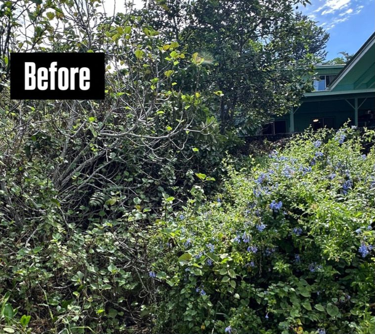 Dense, overgrown garden bushes and trees obscuring a green house exterior, labeled with the text 