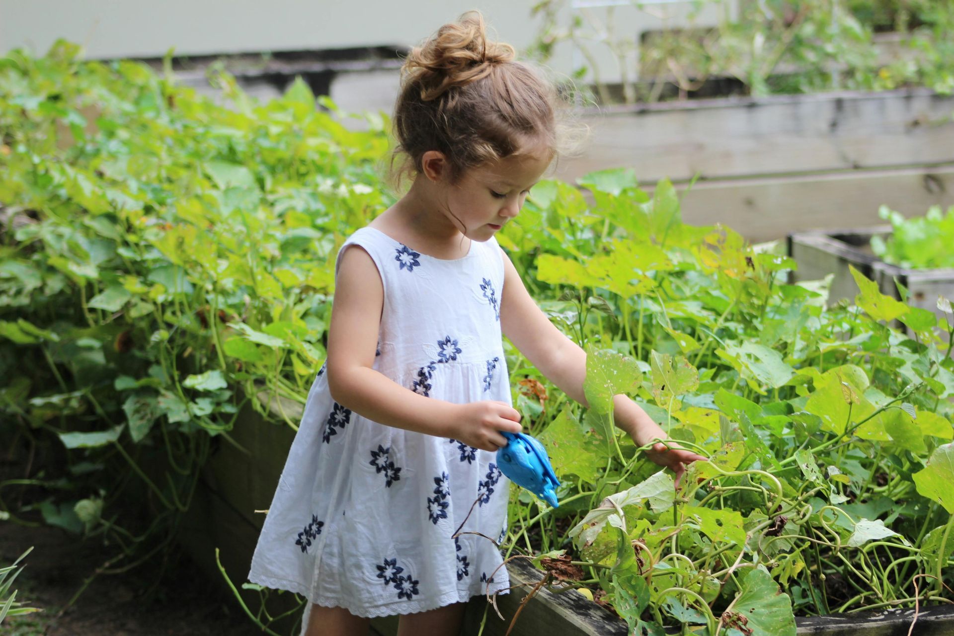 Girl in white dress waters plants in a garden bed, sunlight, focused activity.