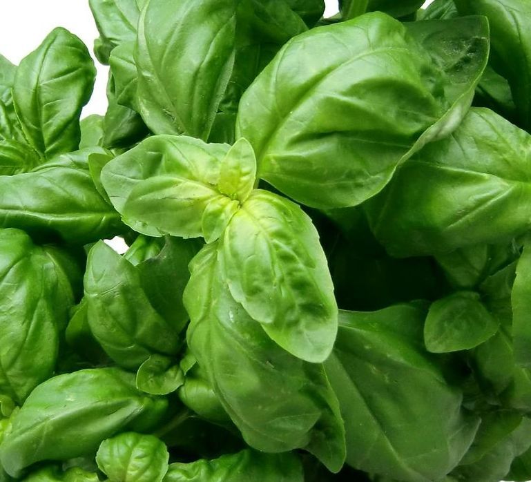 basilico
