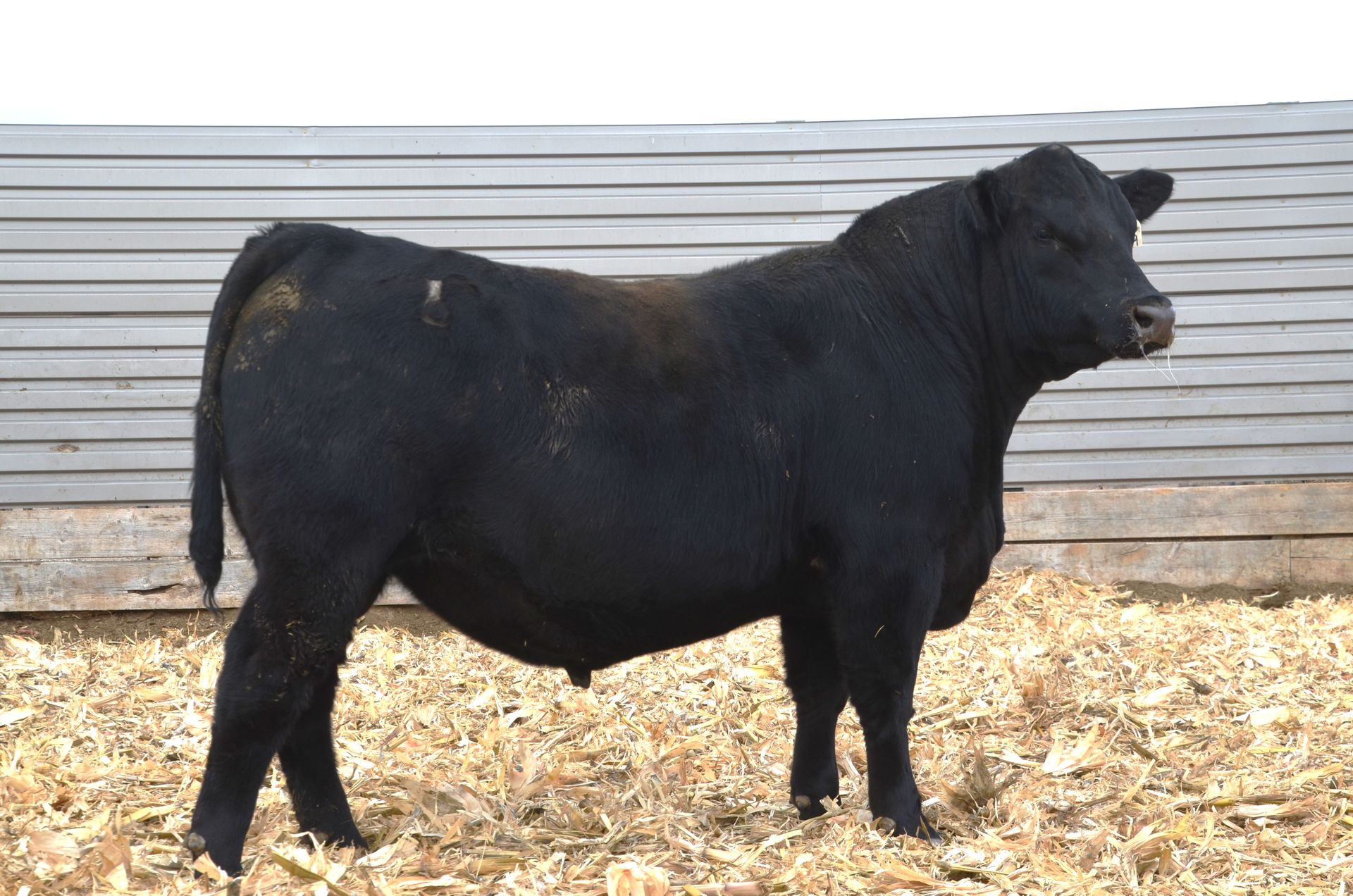 Angus Bull Sale | Booth's Cherry Creek Ranch