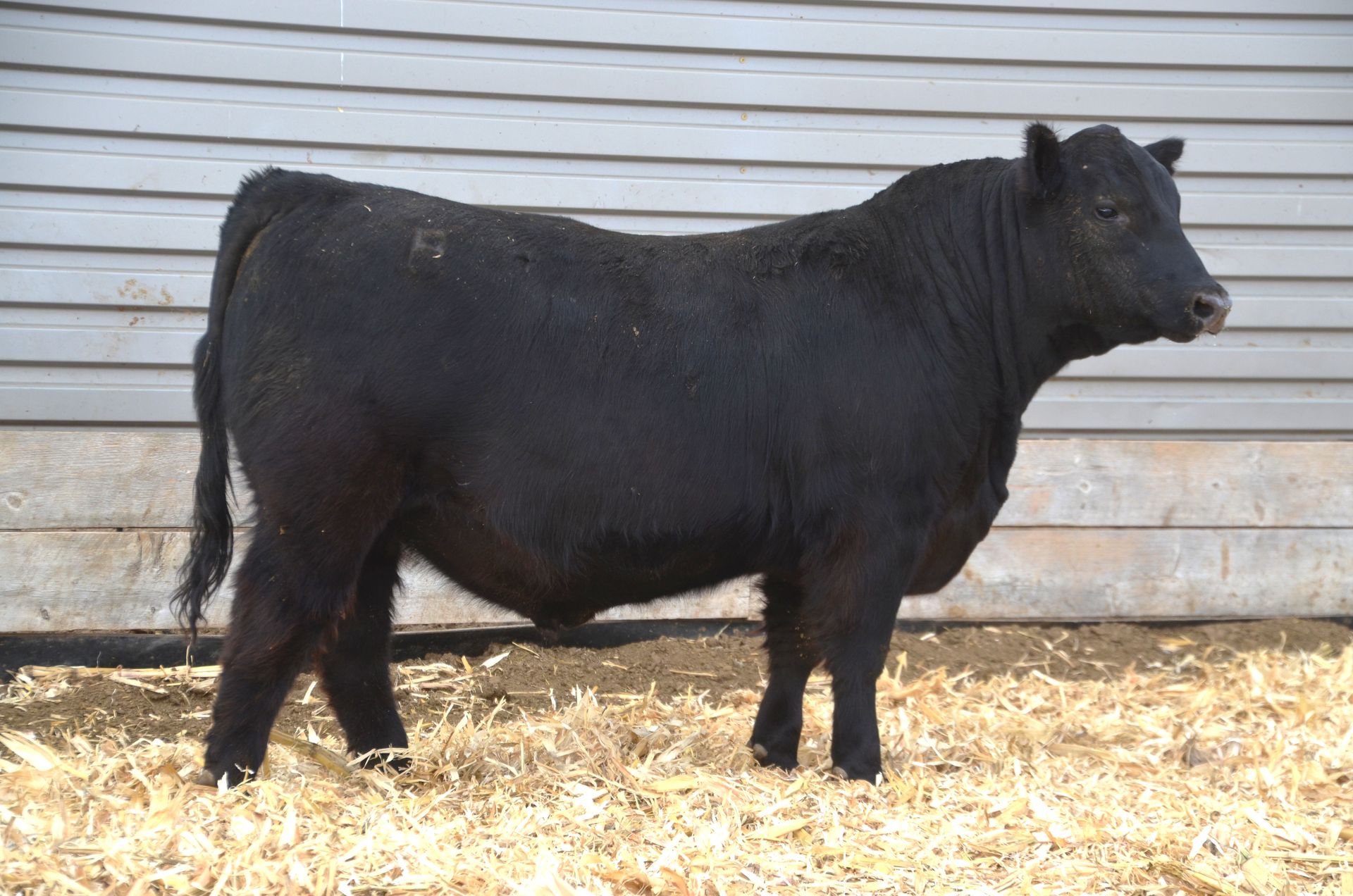 Angus Bull Sale | Booth's Cherry Creek Ranch