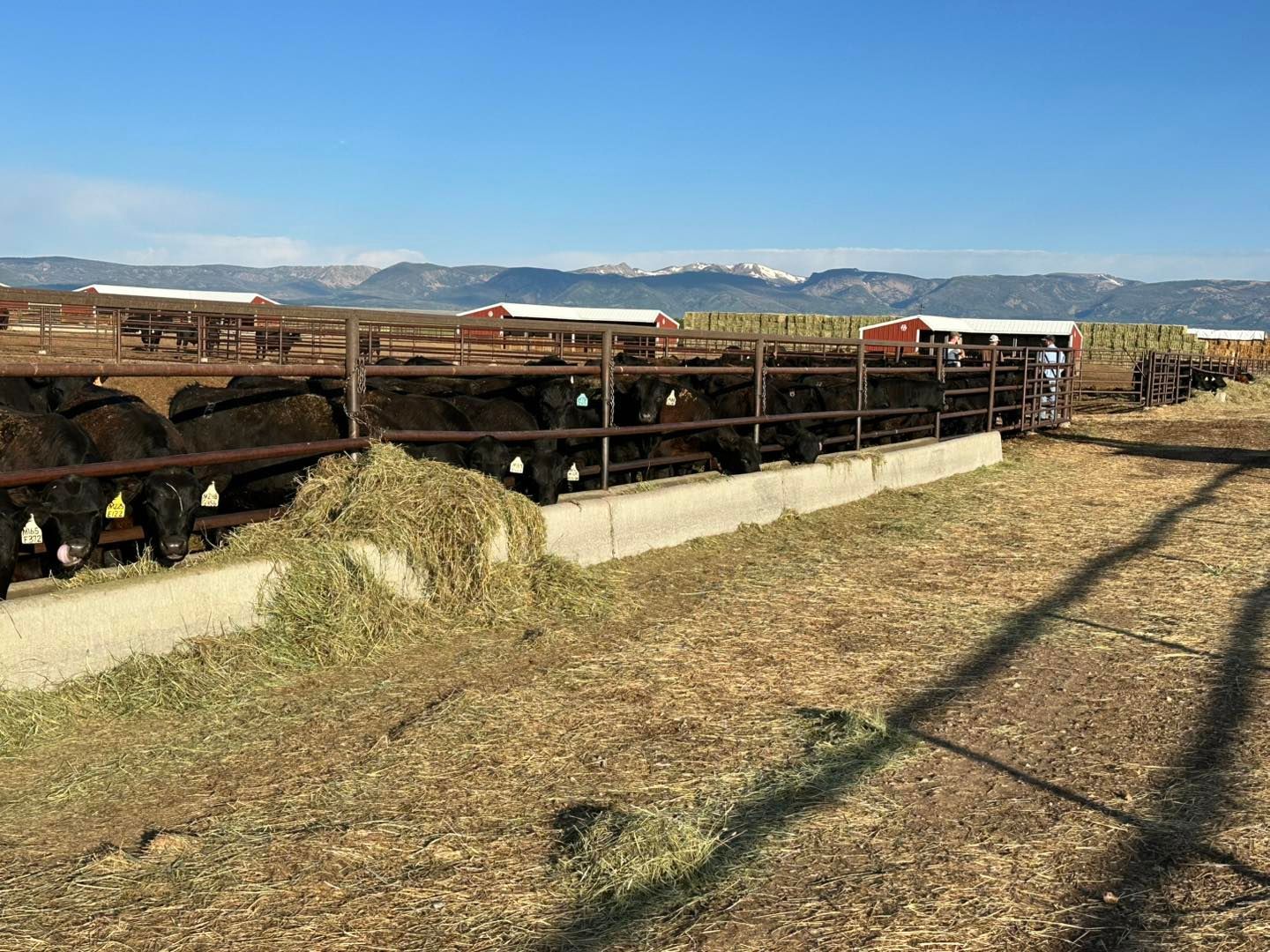 Bull Sale