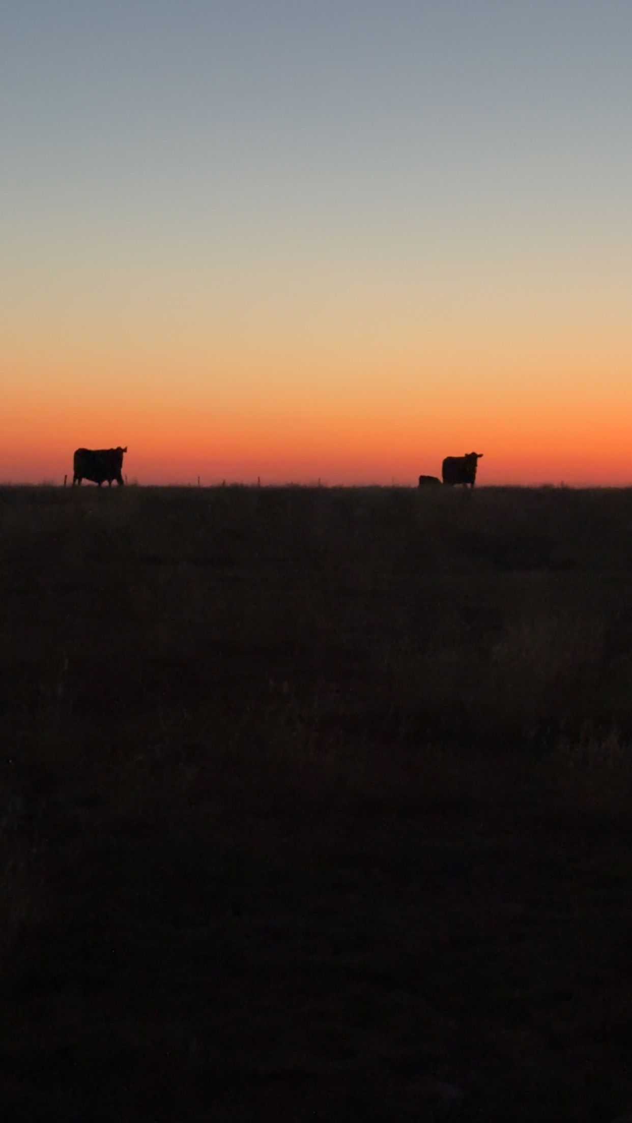 Cows