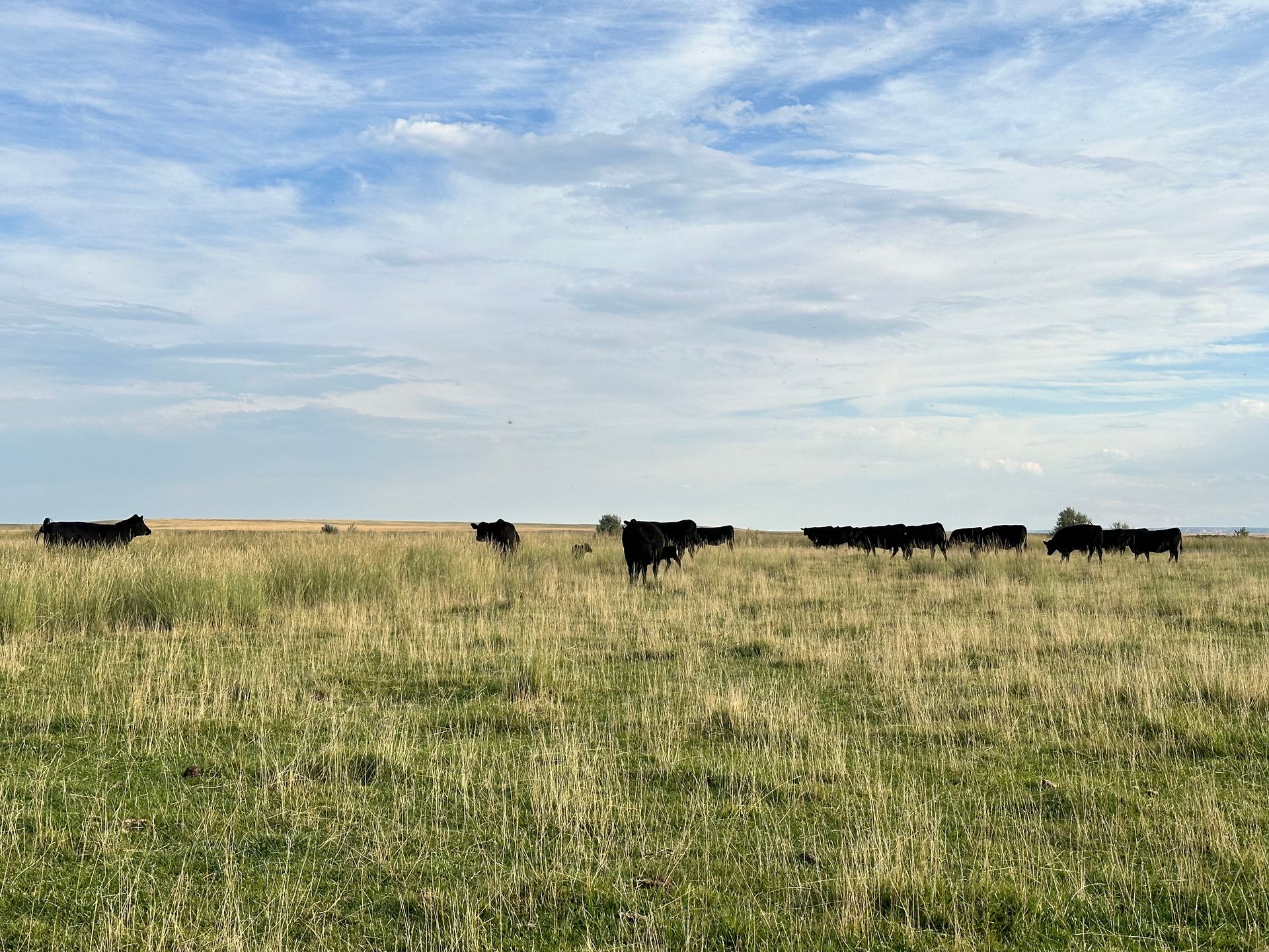 Cows grazing