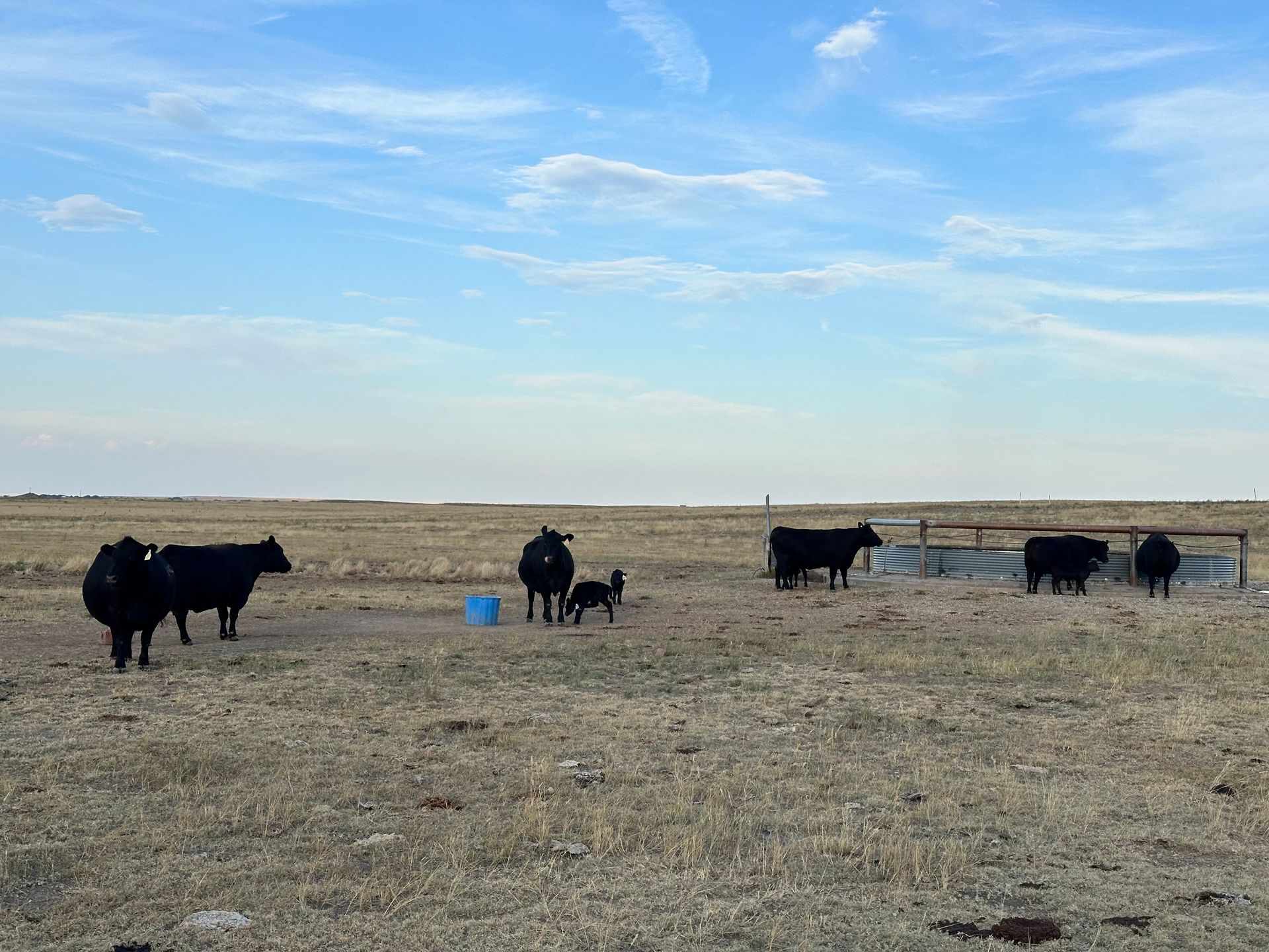 Cows at tank