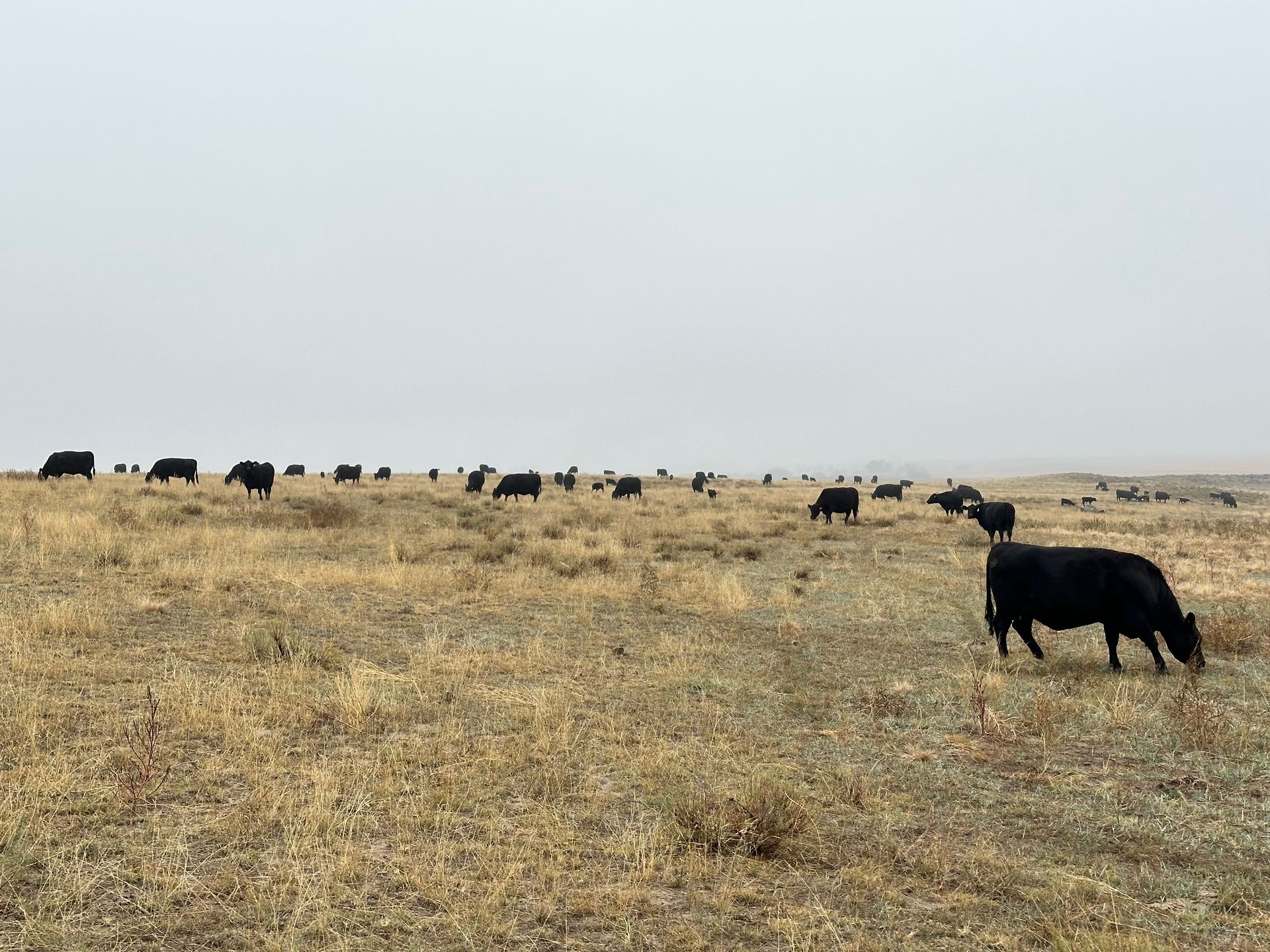Cows Grazing