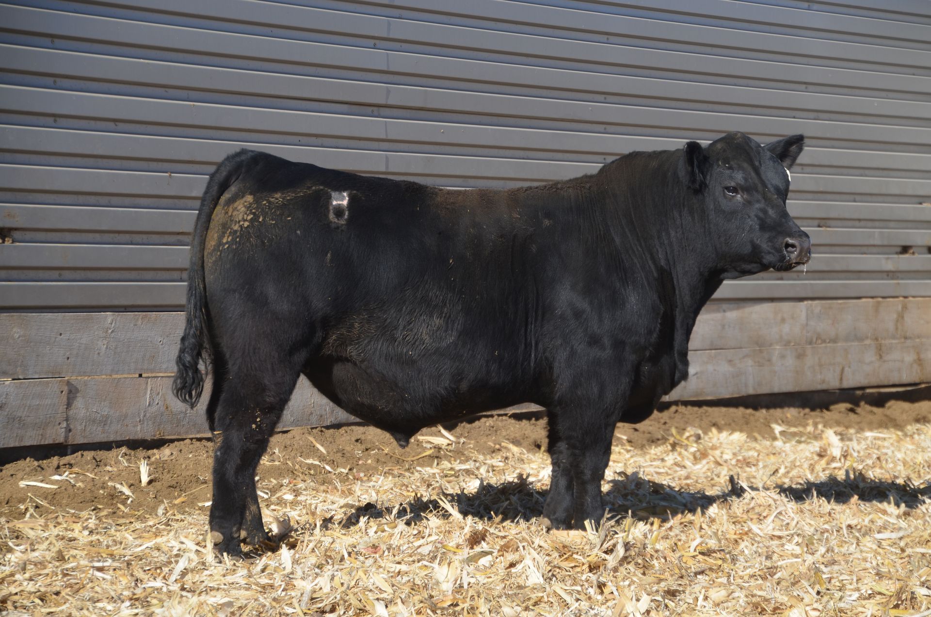 Lot1