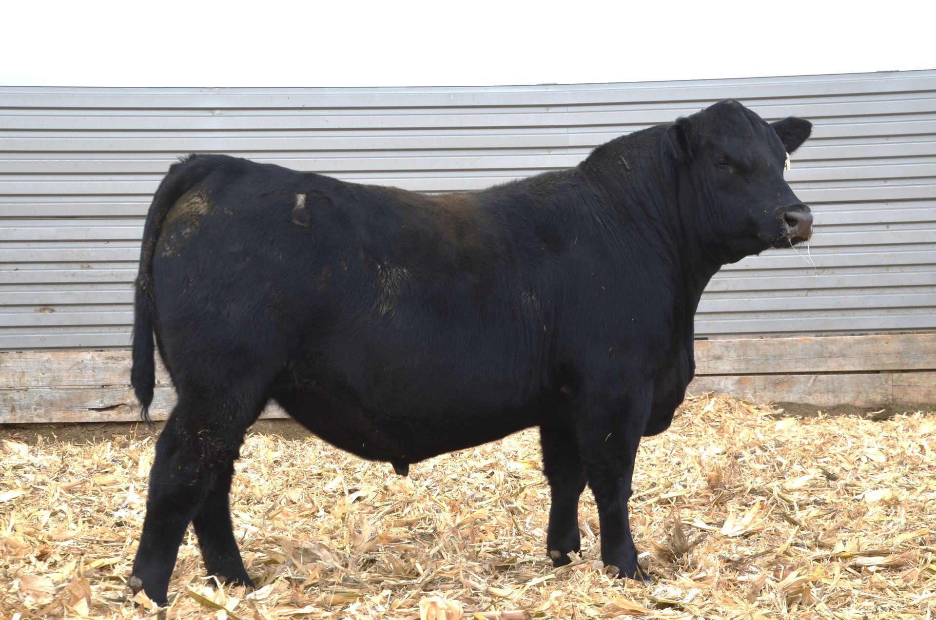 Lot 50