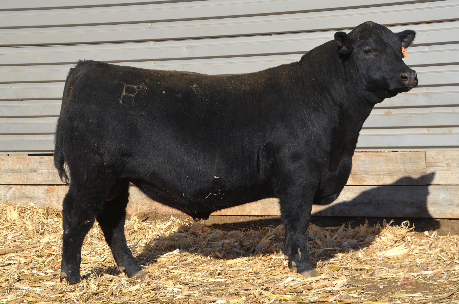 Lot 64