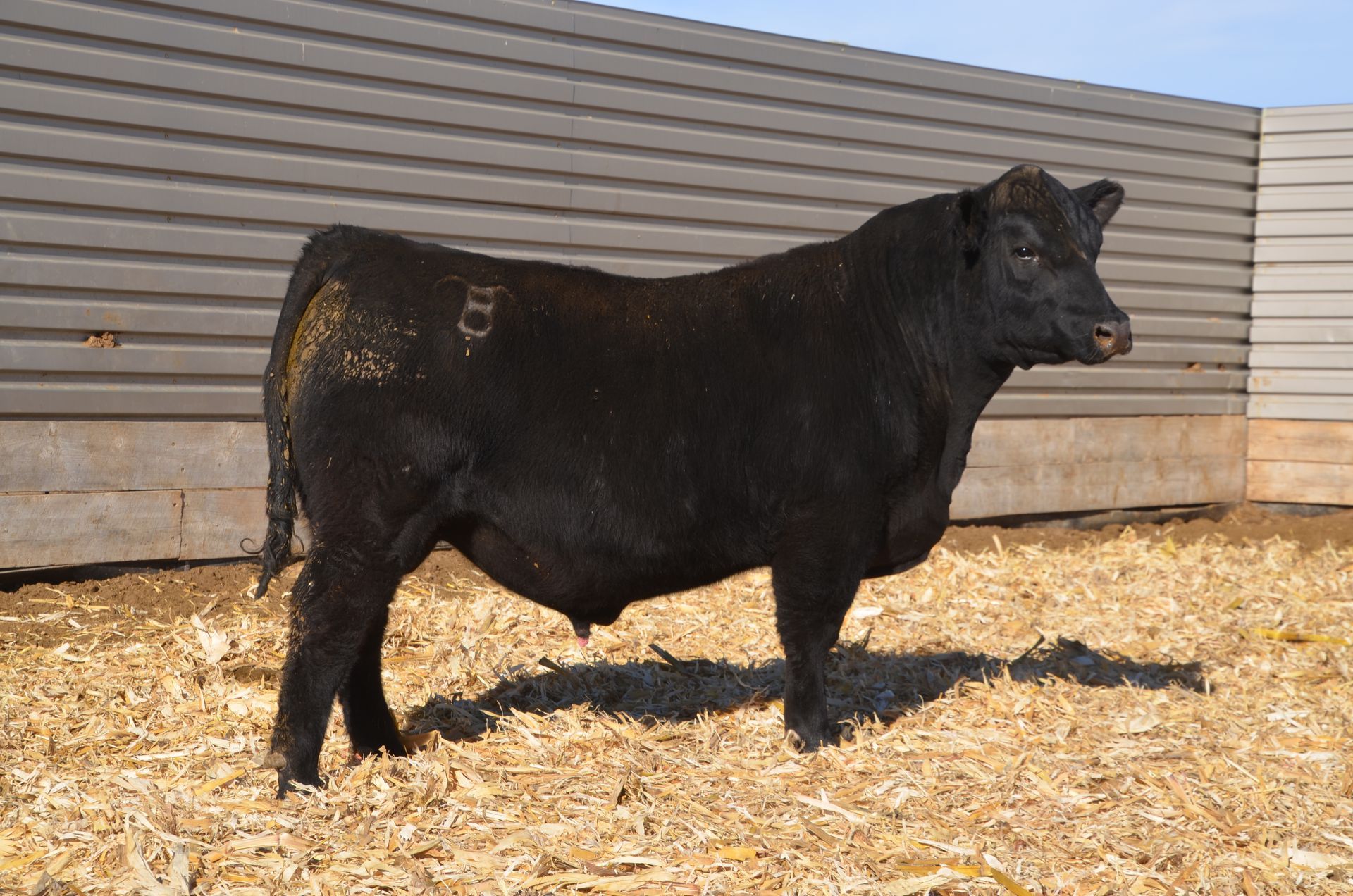 Lot 8