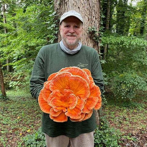 Man outdoors holding large clusters of mushrooms, wearing a blue cap and light shirt, with shrubs behind him