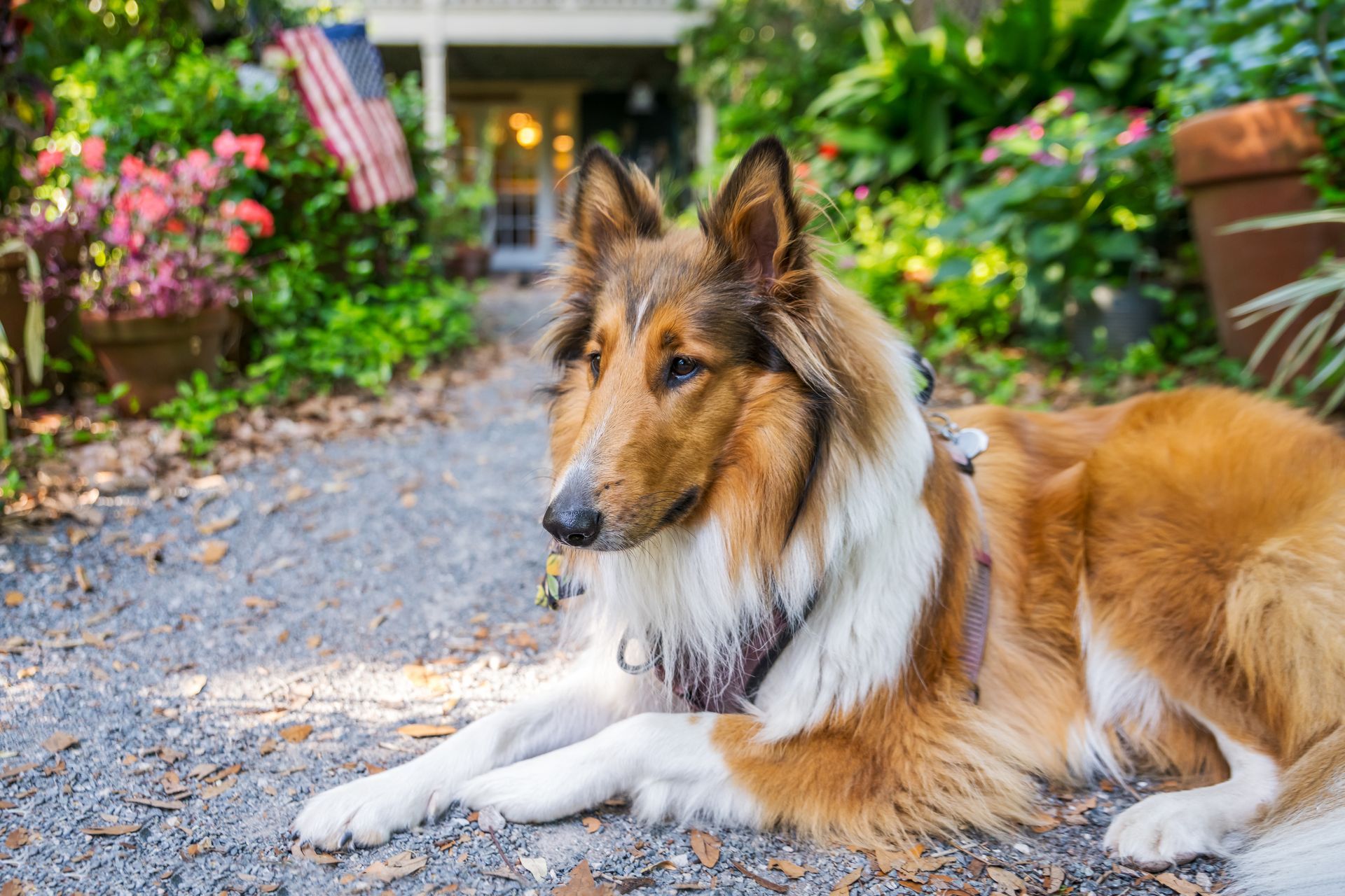border collie dog sitting outside