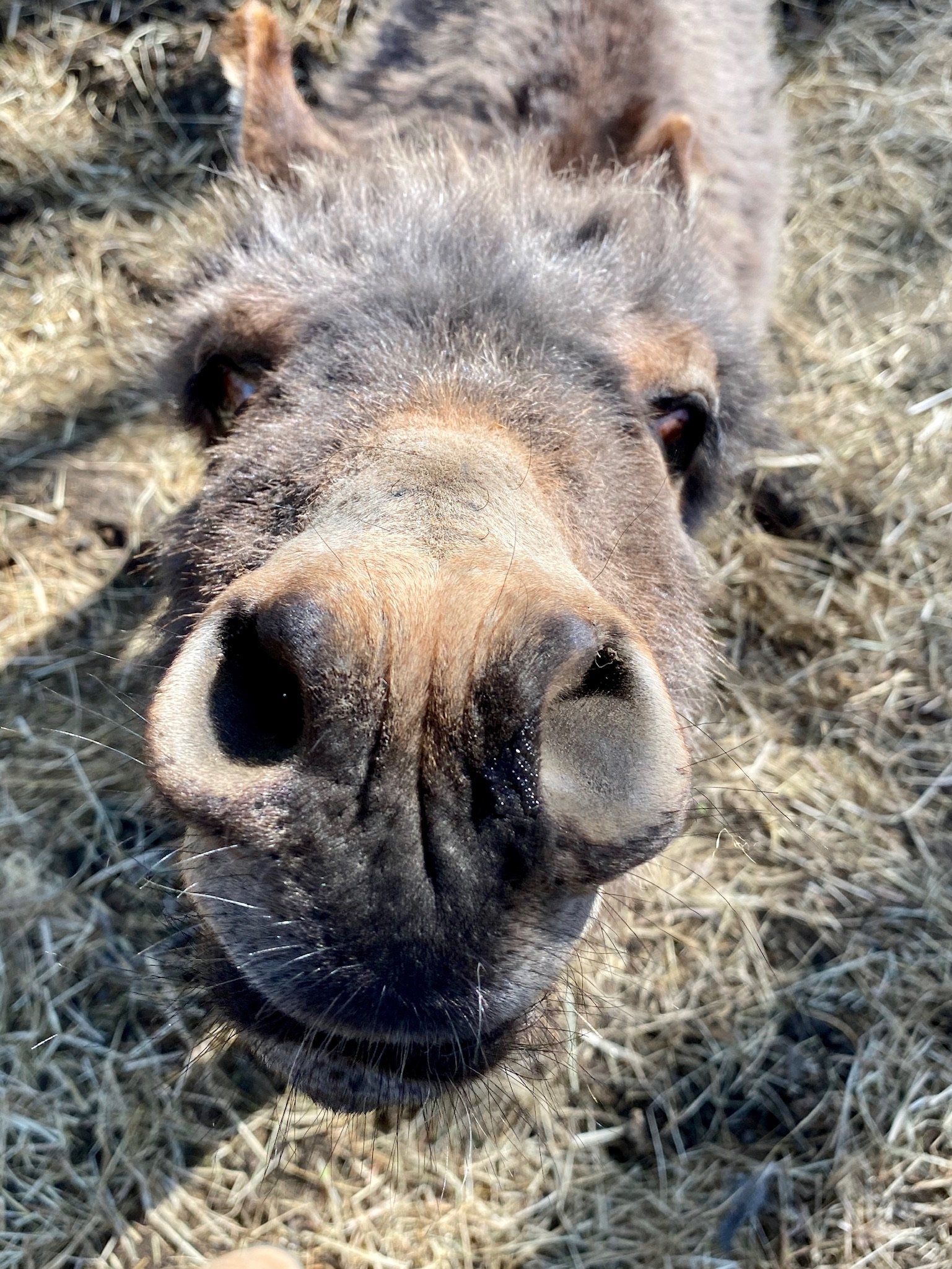 A donkey raised on rcr organic feed is laying in the hay and looking at the camera.