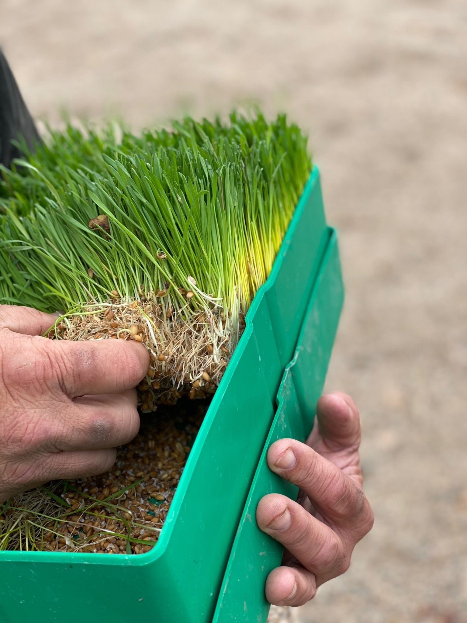 Sample of organic wheat sprouts grown on Rivers Critters Ranch
