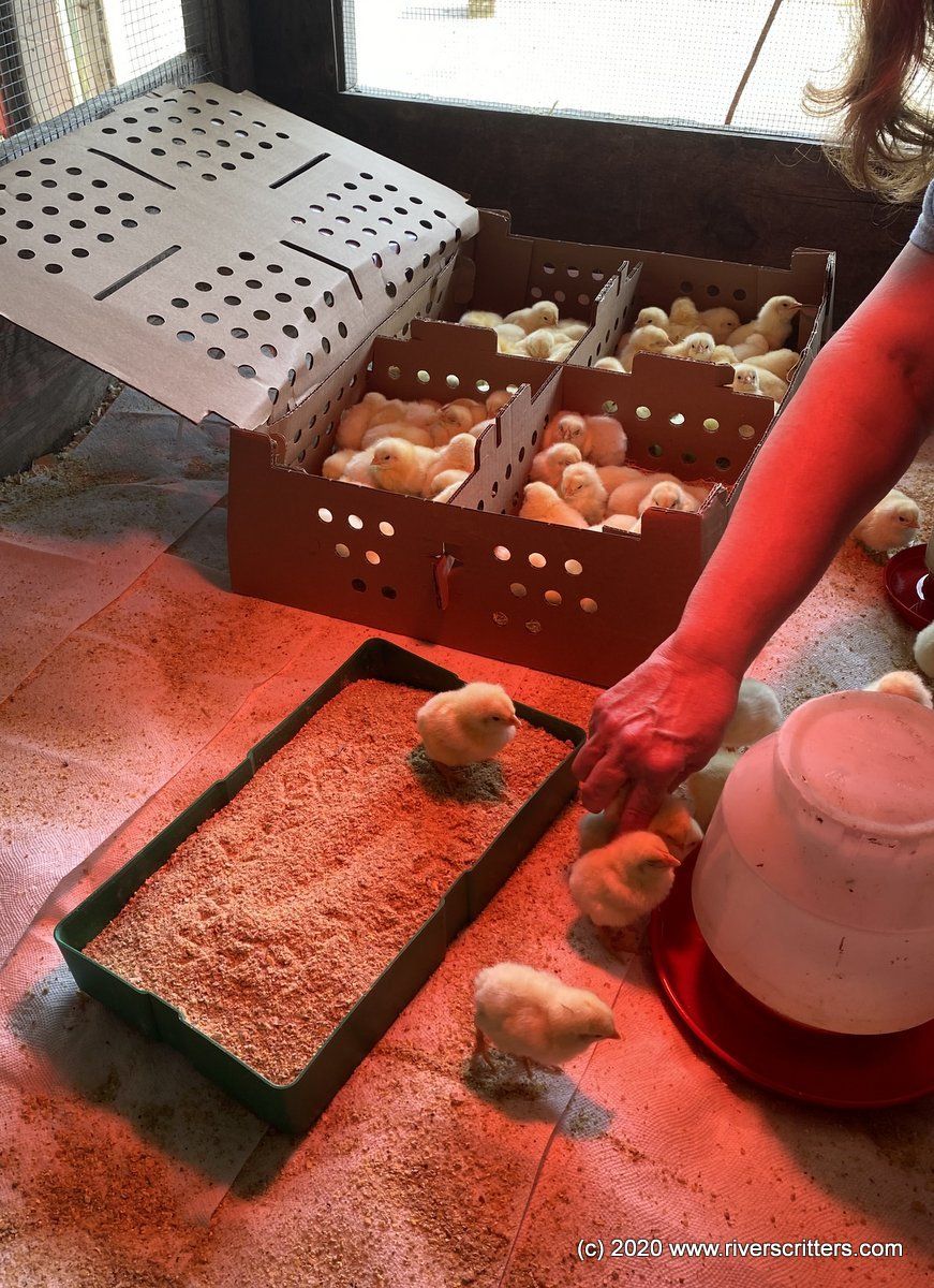 A person is holding a tray of chickens next to a box of chickens.