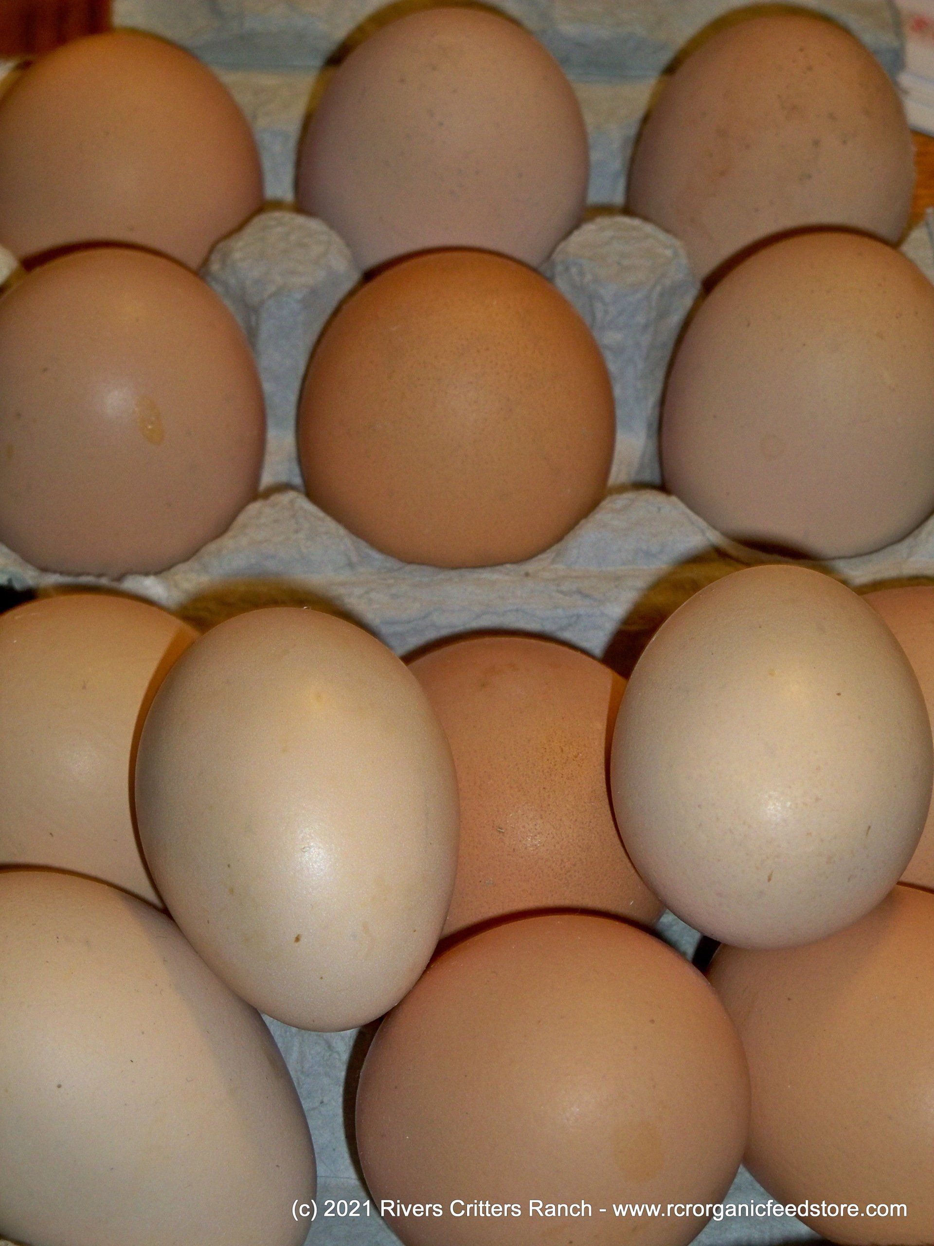 Fresh Organic Eggs