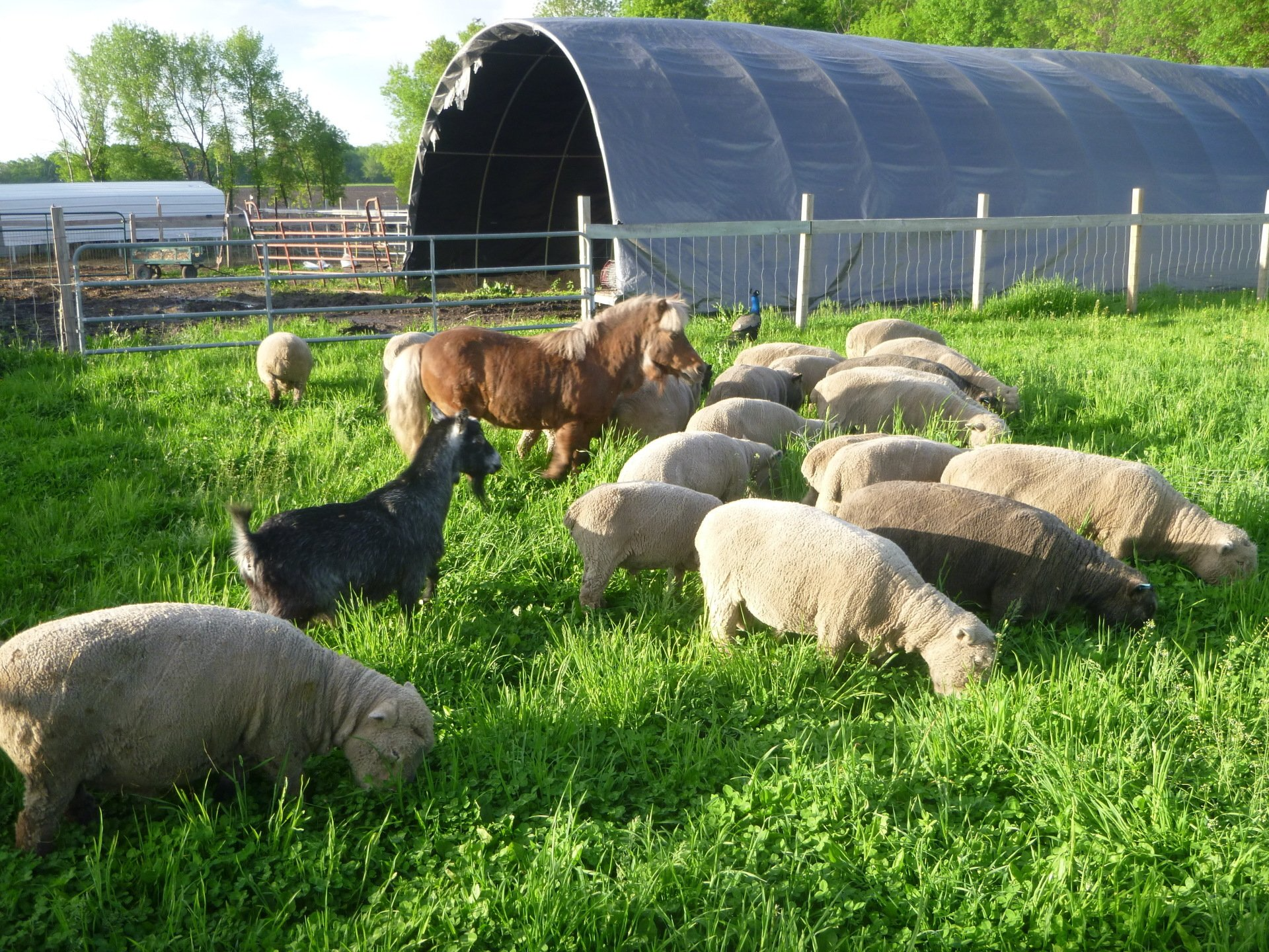 Olde English Babydoll Sheep Rivers Critters Ranch