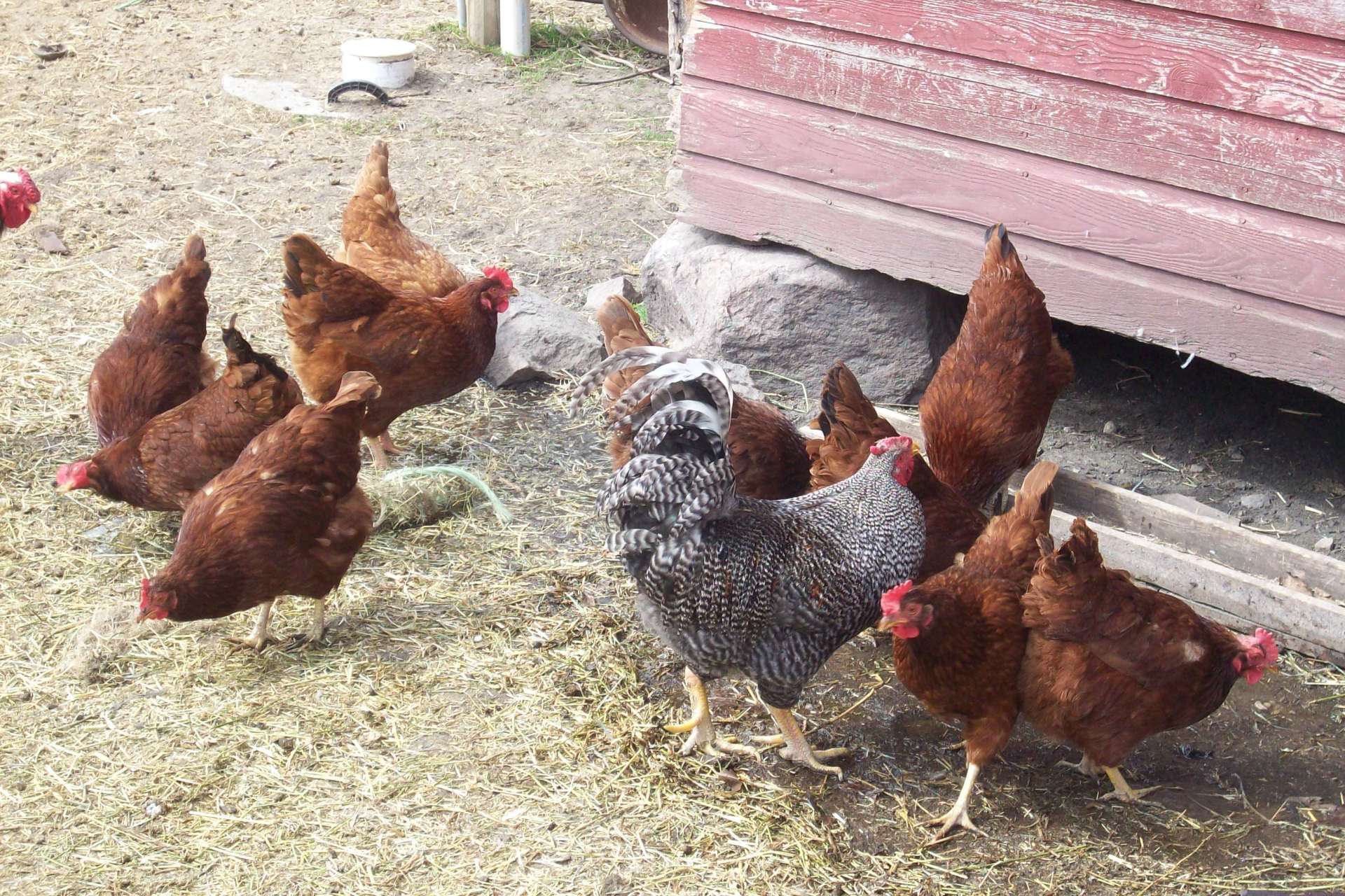 Traditional Poultry 