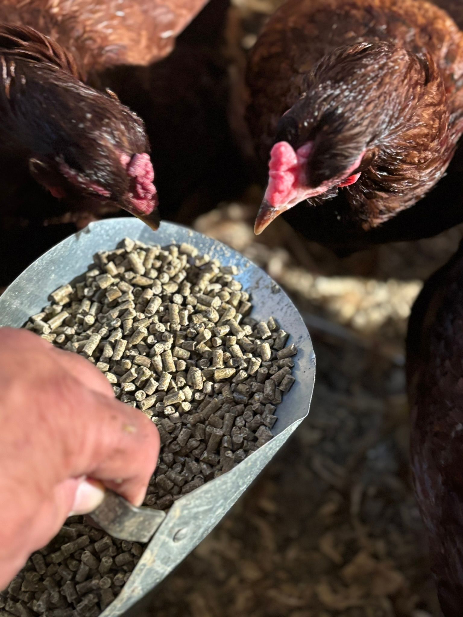 Soy-Free Poultry Feed