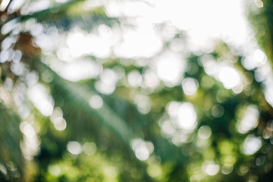 Blurred green foliage with bright sunlight filtering through trees