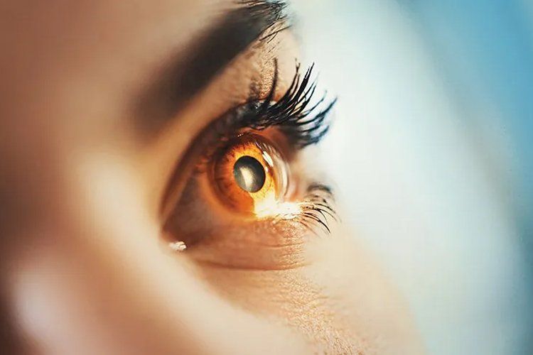 Retina and Cornea