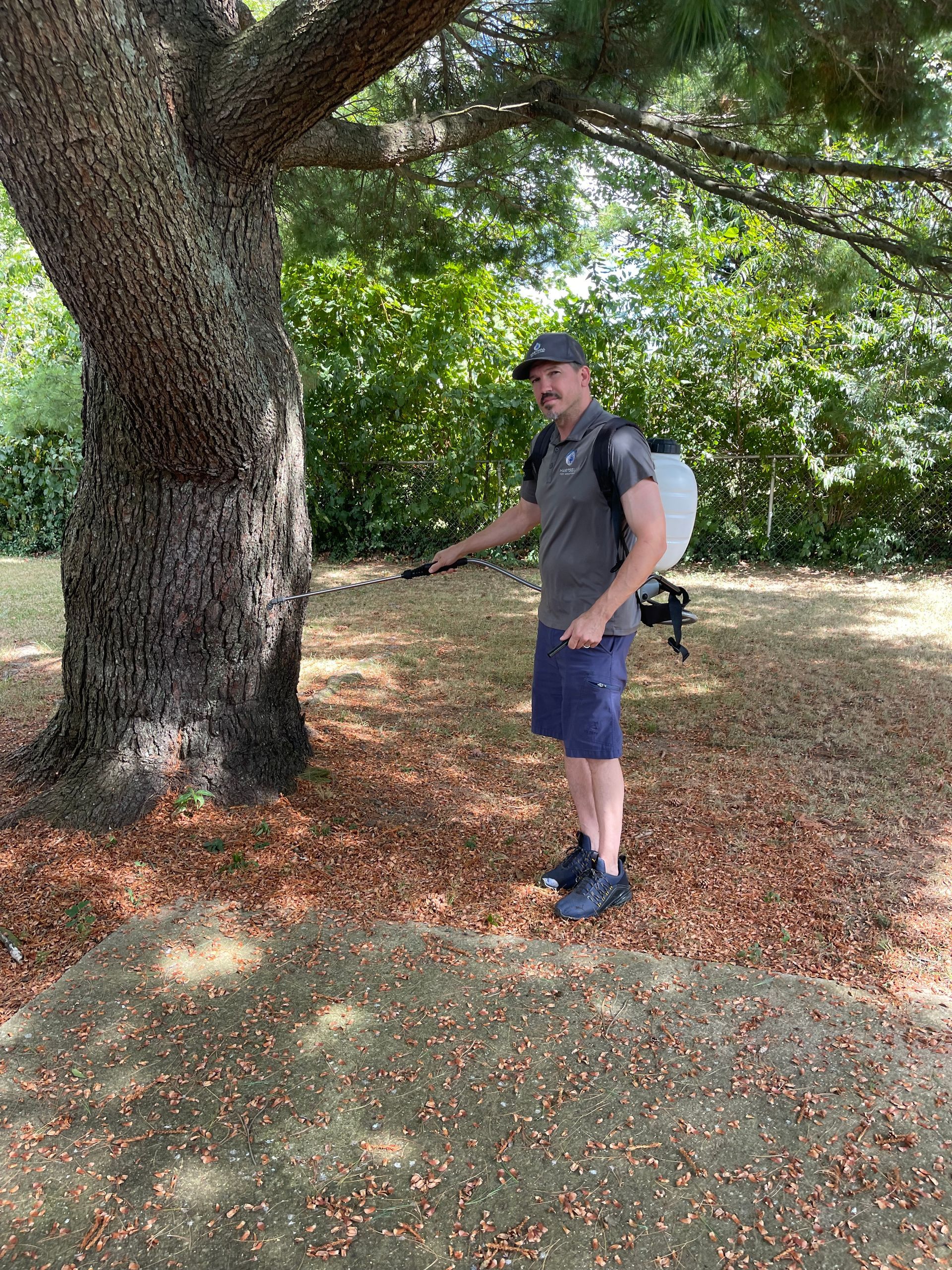 Man spraying a tree with a backpack sprayer. Sunny outdoors, brown trunk, fallen nuts.