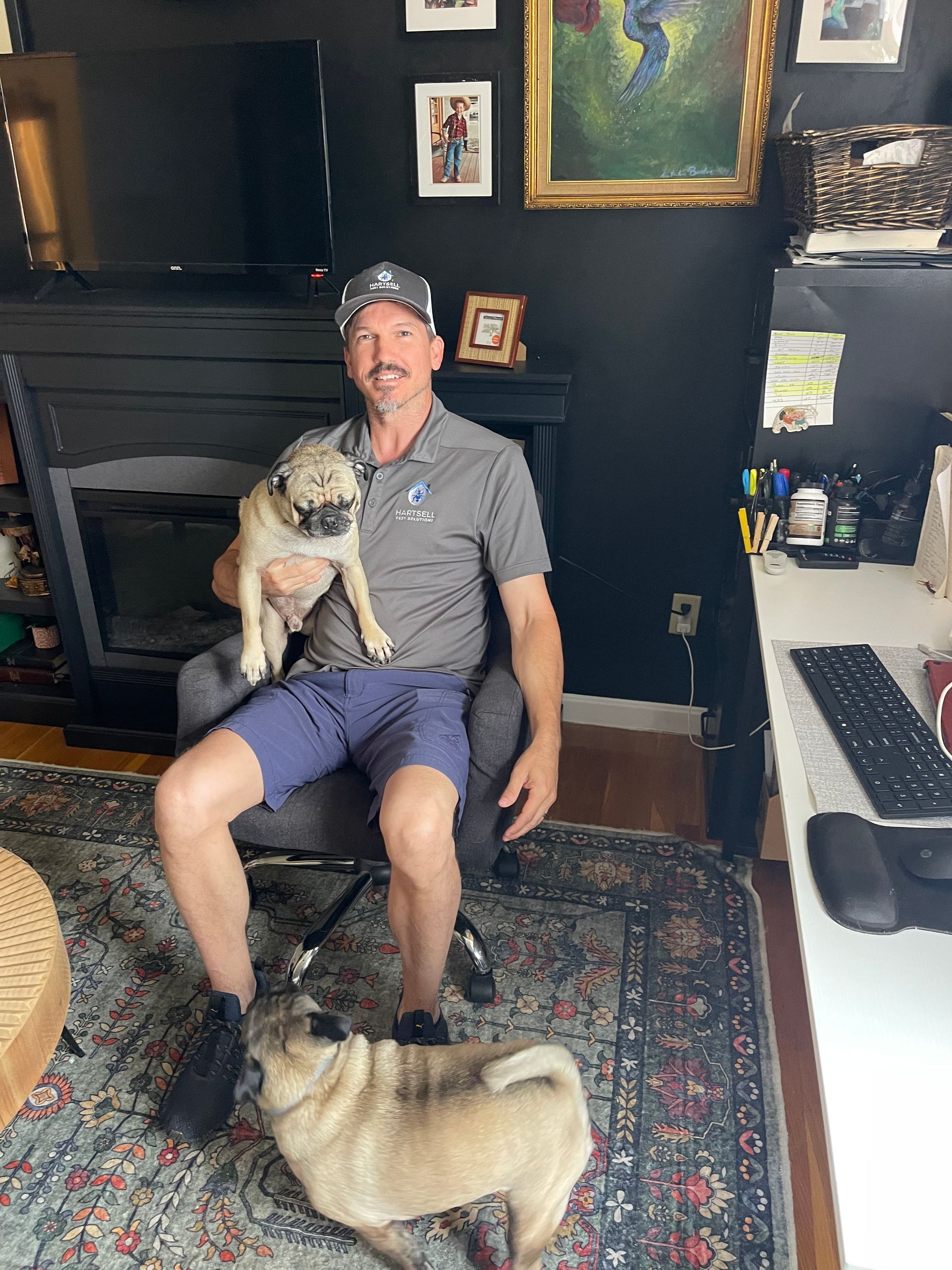 Man in grey shirt holds a pug while another pug sits on the floor. Black wall and fireplace in background.