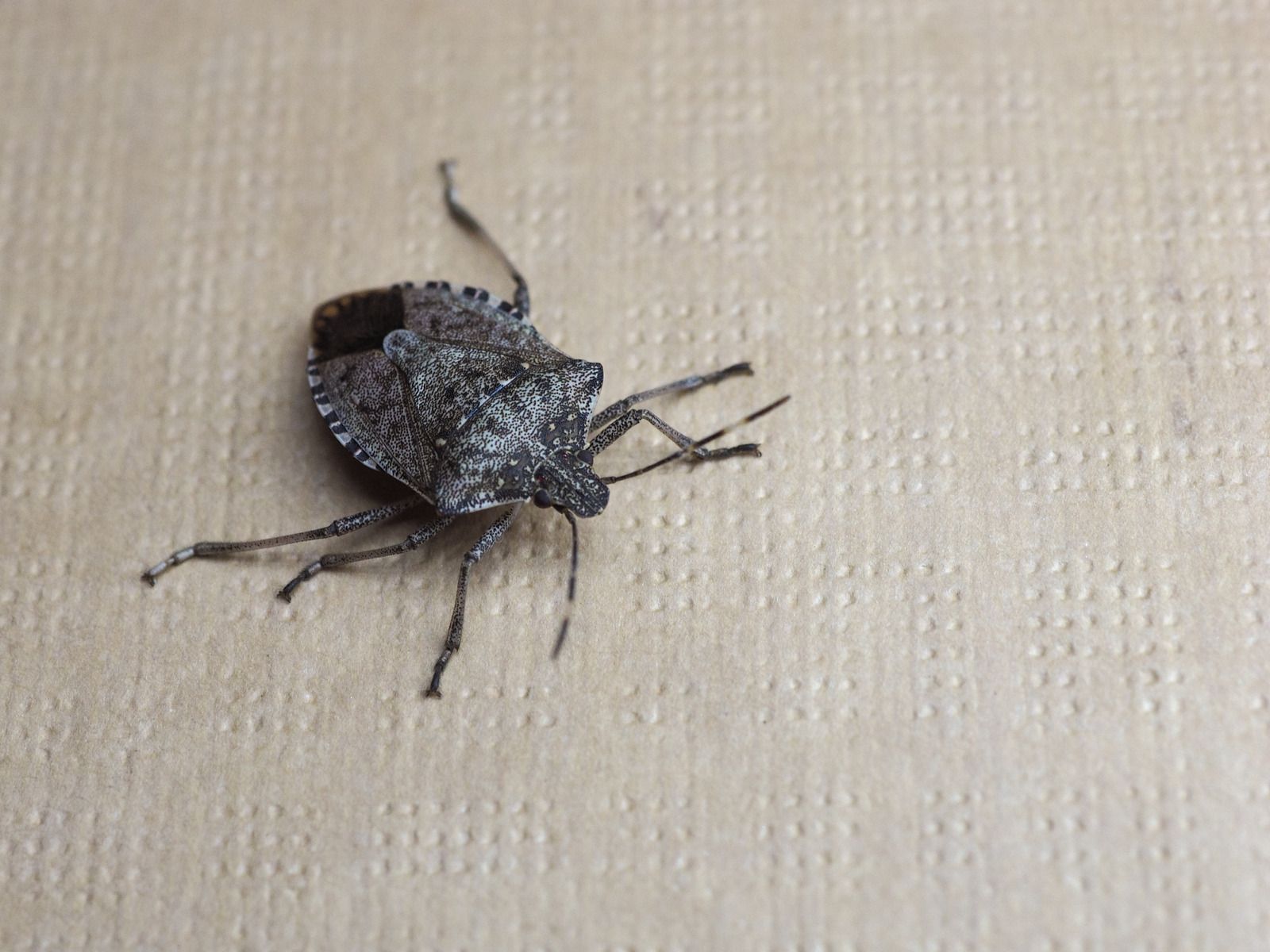 Pest control technician inspecting sofa with flashlight. Cockroaches are visible. Indoors, focused lighting.