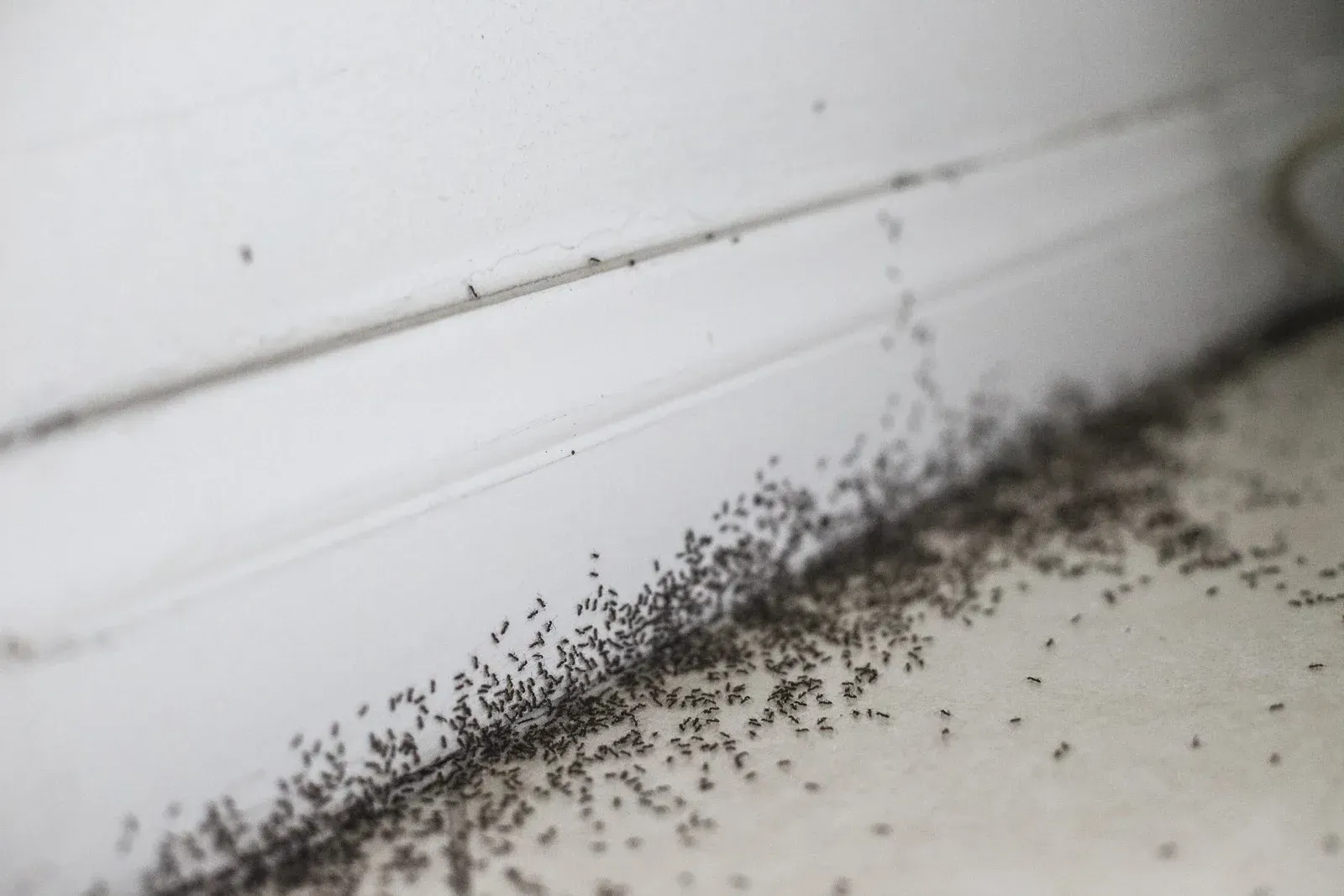 A large cluster of tiny black ants crawling along a white surface, presumably a window frame.