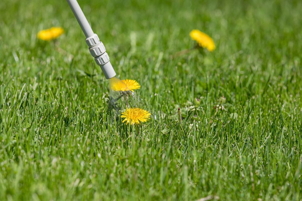 Spraying Dandelion With Herbicide in a Green Lawn — Mow & Mulch Lawn & Garden Maintenance In White Rock, QLD