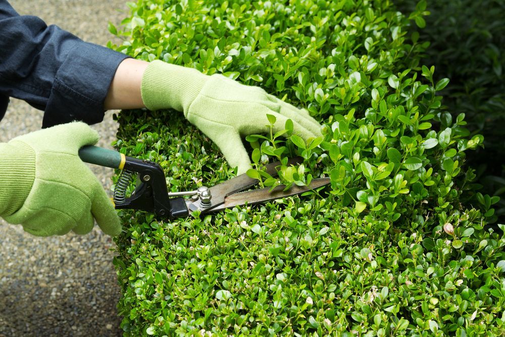 Person Wearing Green Gloves Trimming a Green Hedge With Clippers — Mow & Mulch Lawn & Garden Maintenance In Gordonvale, QLD