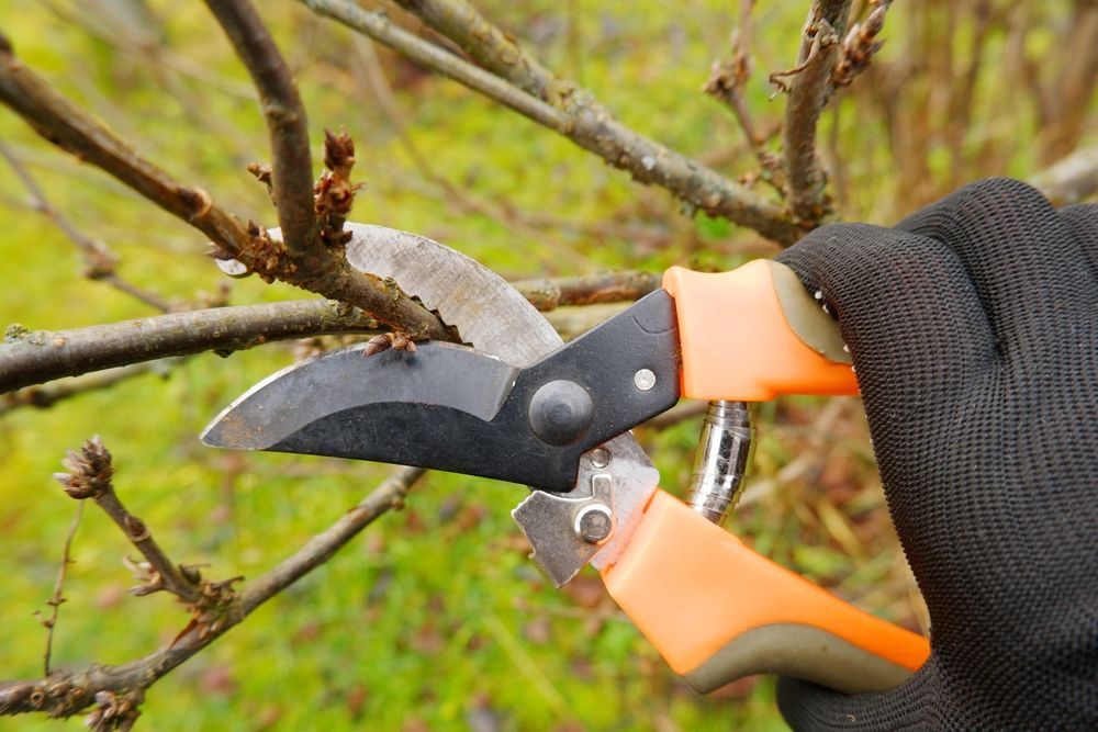 Gloved Hand Pruning Tree Branches With Orange and Black Shears Outdoors — Mow & Mulch Lawn & Garden Maintenance In White Rock, QLD
