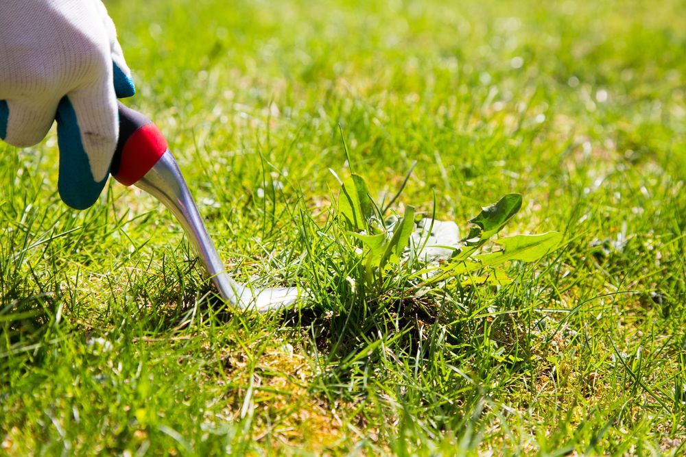 Gloved Hand Uses a Weeder to Pull a Dandelion From a Grassy Lawn — Mow & Mulch Lawn & Garden Maintenance In White Rock, QLD